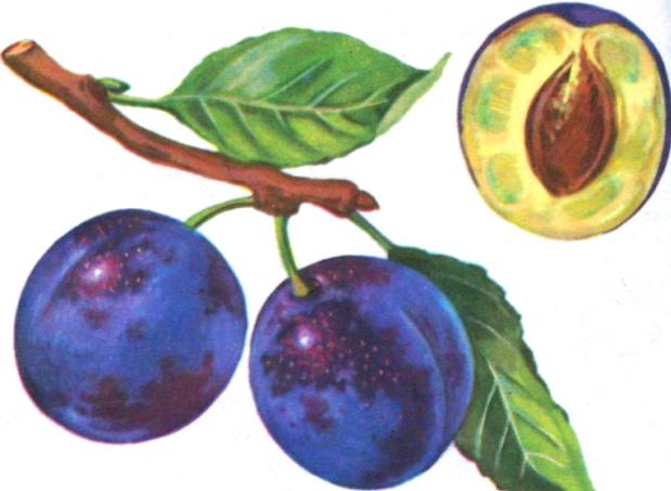 Слива Слива