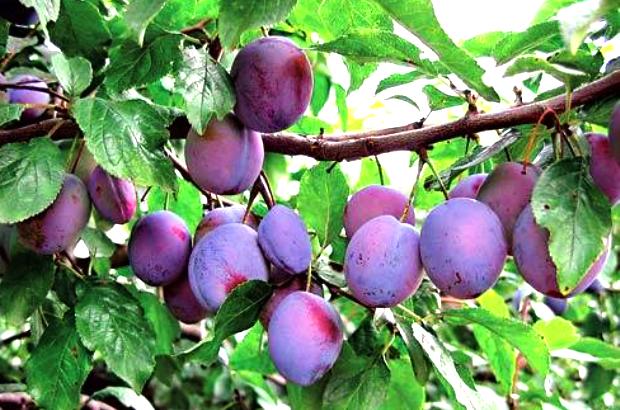 Слива Слива