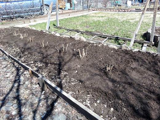 Как сажать георгины весной Как сажать георгины весной