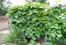 Опоры для вьющихся растений и цветов