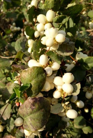 Садовые деревья и кустарники Садовые деревья и кустарники