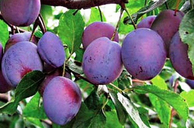 Слива Слива