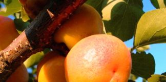 Абрикос
