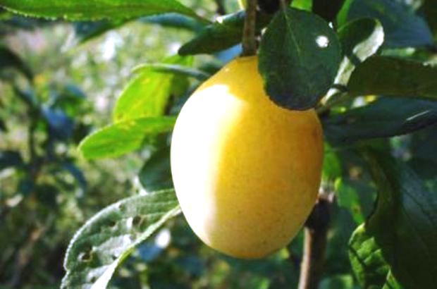 Слива Слива