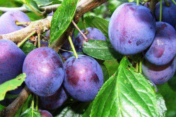 Слива Слива