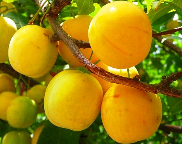 Слива Слива