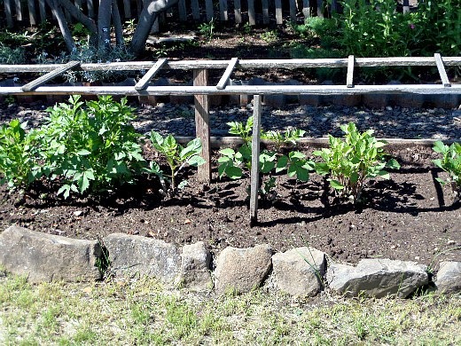 Как сажать георгины весной Как сажать георгины весной