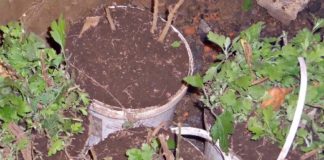 Хранение хризантем зимой