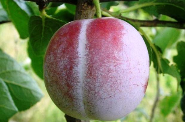 Слива Слива