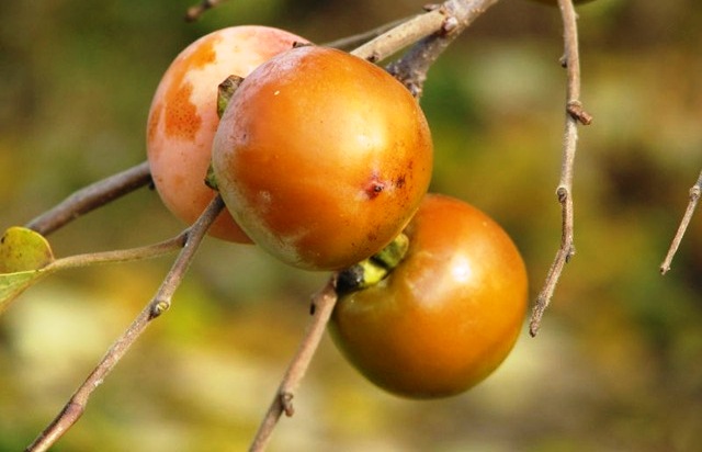 Хурма Хурма