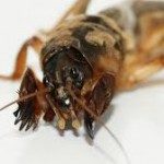 Как бороться с медведкой