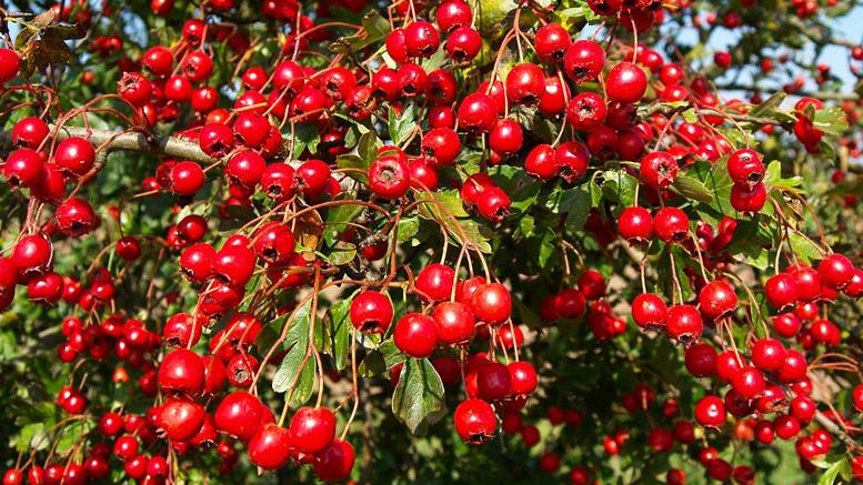 Семена боярышника Семена боярышника