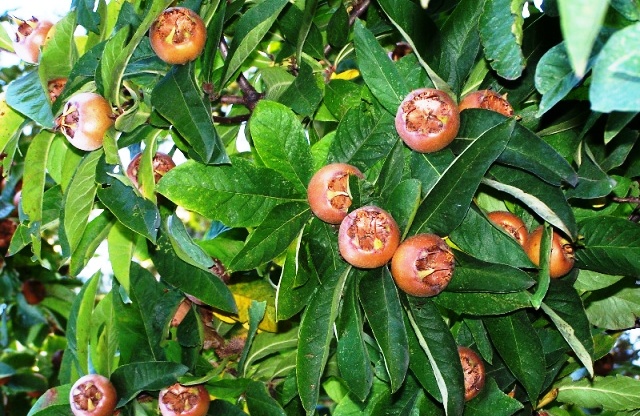 Мушмула Мушмула