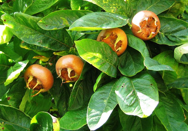 Мушмула Мушмула