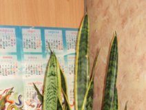 Сансевиерия