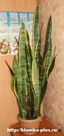 Сансевиерия Сансевиерия