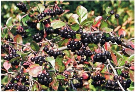 Садовые деревья и кустарники Садовые деревья и кустарники