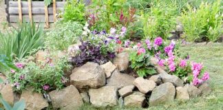 Осенние цветы в саду, названия и фото