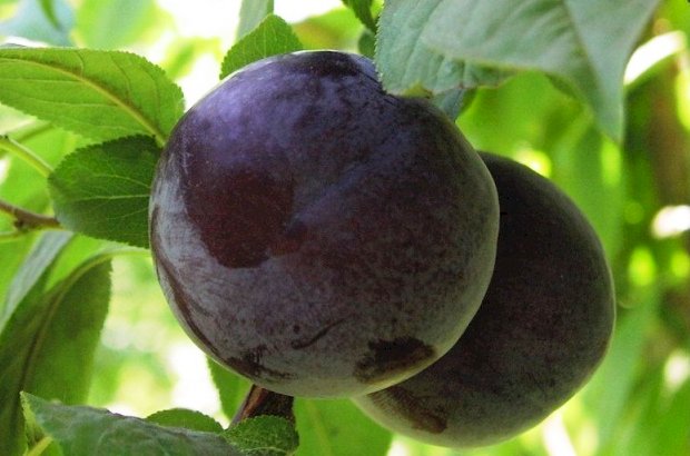 Слива Слива