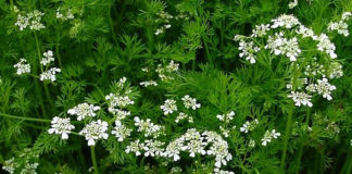 Плохо растет кориандр