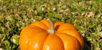 Каков оптимальный режим выращивания овощей?