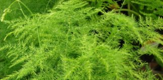 Когда можно собирать урожай спаржи?