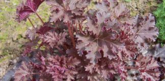 На краю миксбордера