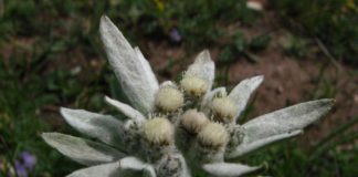 Как вырастить из семян эдельвейс?