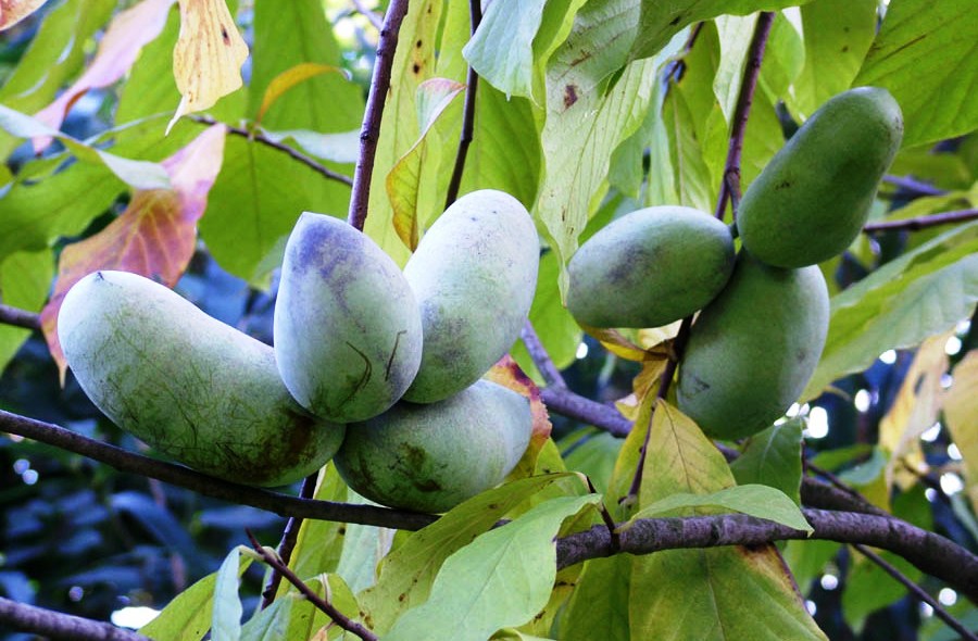 Азимина Азимина