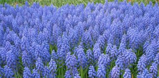 Срезанные гиацинты