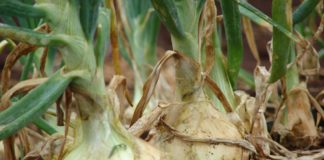 Какие почвы требуются для выращивания репчатого лука?