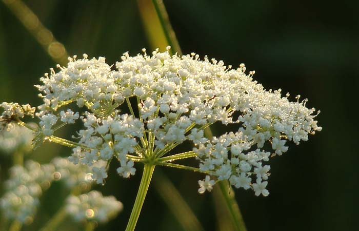 Посев семян аниса Посев семян аниса