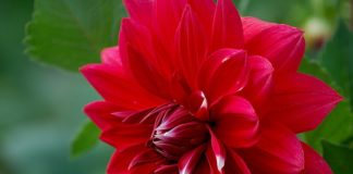 Размножение георгин