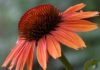 Эхинацея украсит сад во второй половине лета