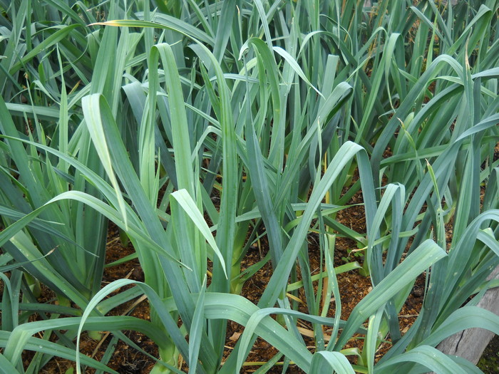 Как вырастить лук-порей? Как вырастить лук-порей?