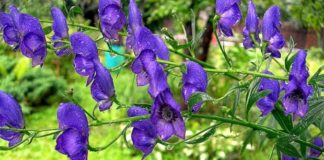 Что за растение аконит?