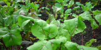 Нужно ли свеклу поливать летом?