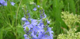 Вероника широколистная