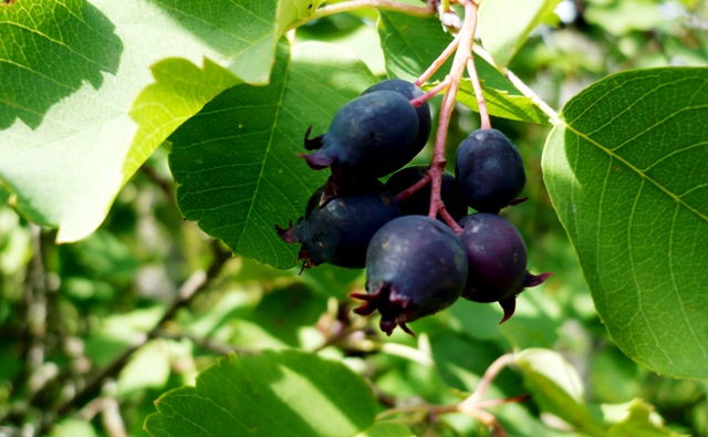 Ирга (Коринка) Ирга (Коринка)