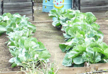 Как повысить урожайность капусты в открытом грунте