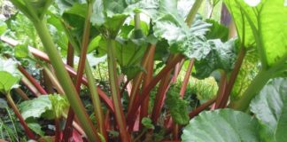 Каких условий выращивания требует ревень?