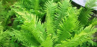 Высаживание страусника обыкновенного