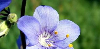 Высаживание синюхи