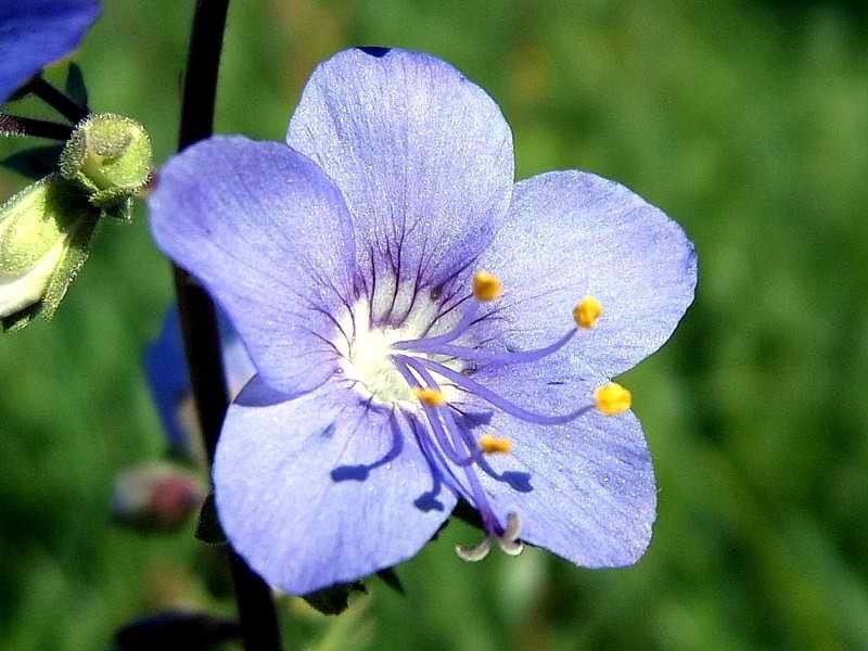 Высаживание синюхи Высаживание синюхи