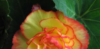 Выкапывание клубневой бегонии