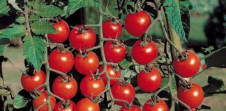 Черри томаты. Известные сорта и их агротехника?