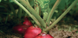 Ранний посев редиса