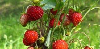 Можно ли посадить в каменистом саду землянику?