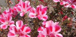 Каким способом лучше выращивать годецию?