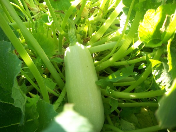 Уход за кабачками Уход за кабачками